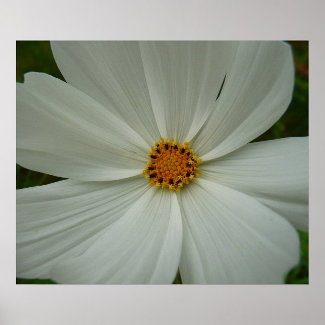 White Cosmos Summer Wildflower Floral Poster (Front)