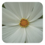 White Cosmos Summer Wildflower Floral Square Sticker