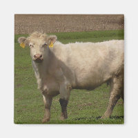 White Cow Farm Animals Photography Magnet