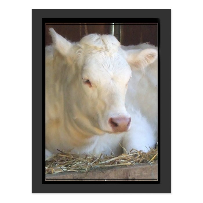 White cow postcard