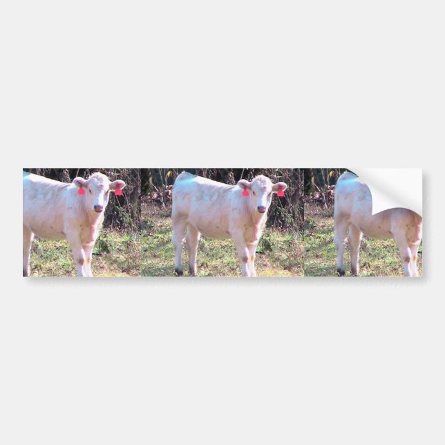 White Cow With Tagged Ears In A Wide Meadow Bumper Sticker (Front)