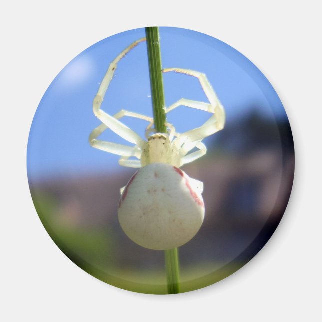 White Crab Spider Magnet (Front)