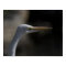 White Crane Bird Headshot Photo Poster