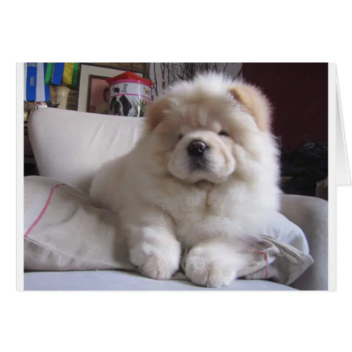White Cream Puff Chow Puppy | Zazzle.com