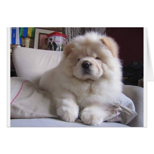 White Cream Puff Chow Chow Puppy Cards (Front Horizontal)