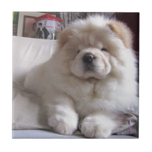 White Cream Puff Chow Chow Puppy Ceramic Tile