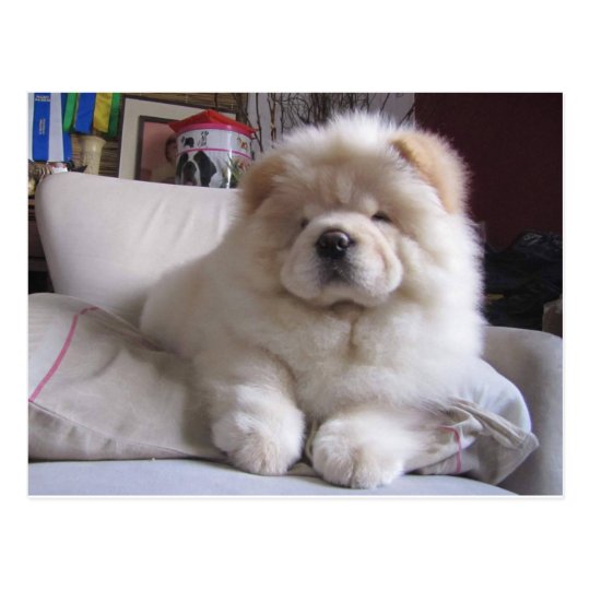 White Cream Puff Chow Chow Puppy Postcard