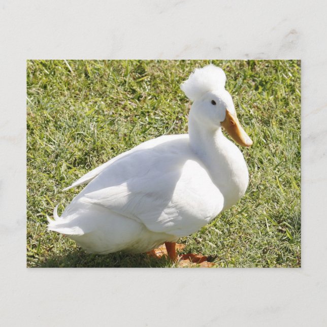 White Crested Duck Photo Postcard (Front)