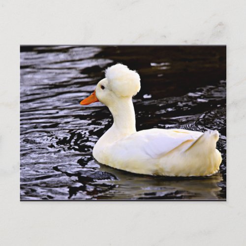 White Crested Duck Postcard