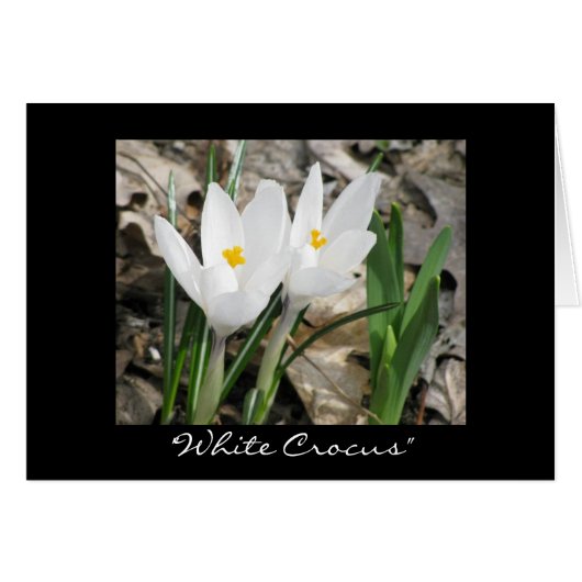 'White Crocus" Cards (Front Horizontal)
