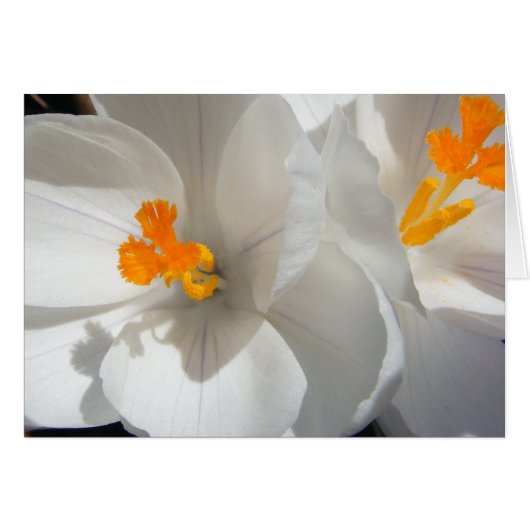 White Crocus Cards (Front Horizontal)