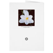 White Crocus Cards (Back)