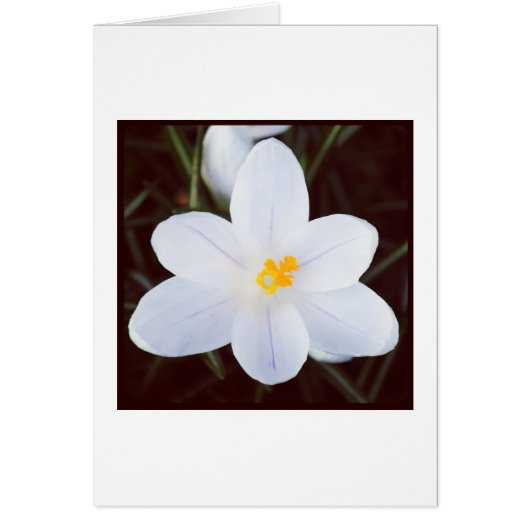 White Crocus Cards (Front)