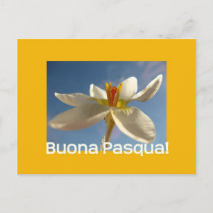 White crocus easter greeting - italian holiday postcard