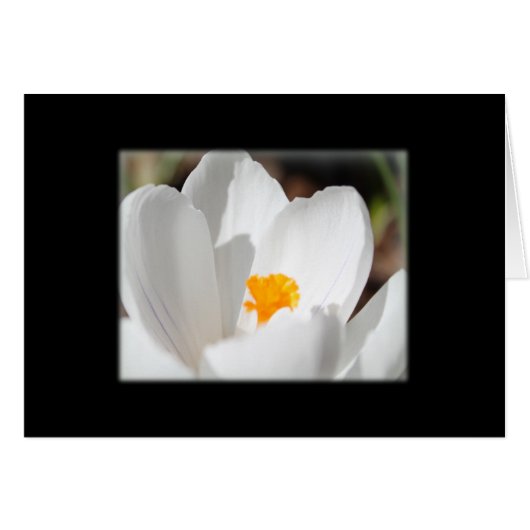 white crocus flower cards (Front Horizontal)