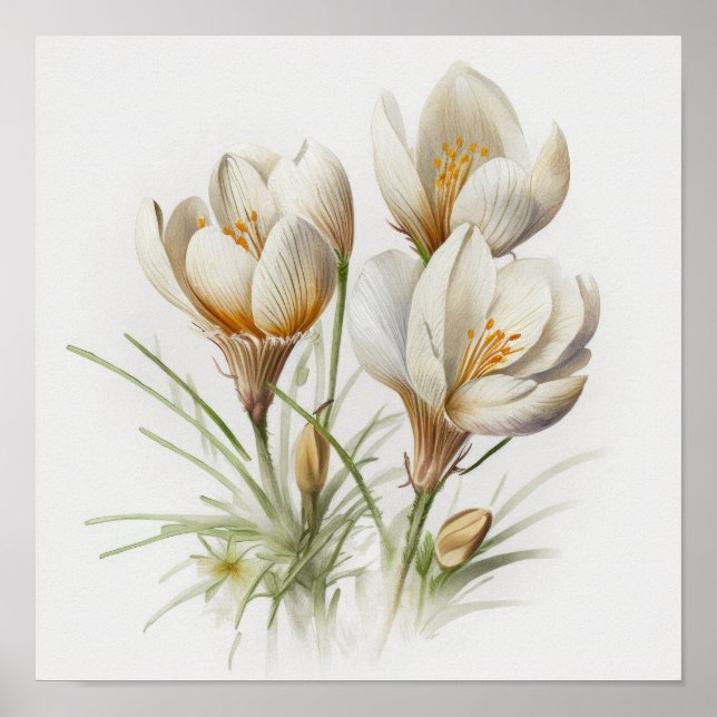 White Crocus Flowers Art Print Poster (Front)