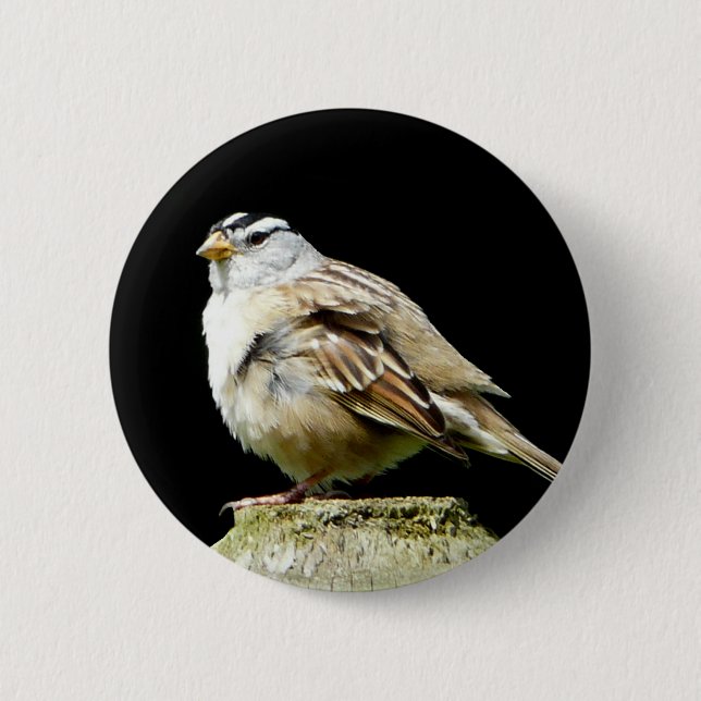 White Crowned Song Sparrow Button (Front)