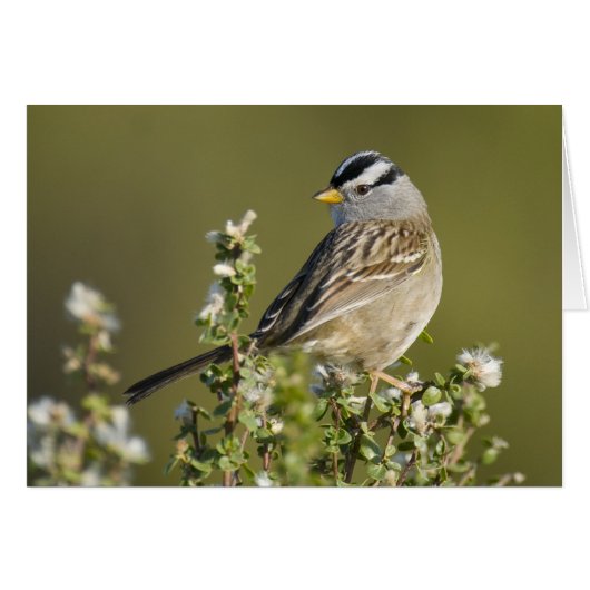 White-crowned Sparrow (Front Horizontal)