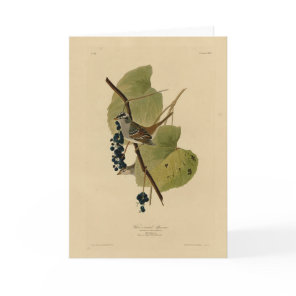 White-crowned Sparrow - Audubon's Birds of America Card