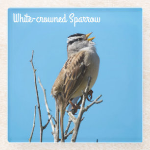 White-crowned Sparrow Glass Coaster