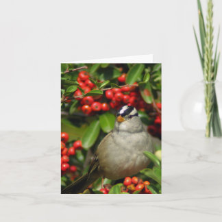 White-Crowned Sparrow • Joe Sweeney - card