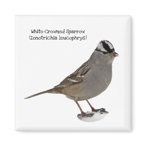 White-Crowned Sparrow Magnet