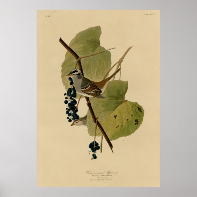 White crowned Sparrow Poster (Front)