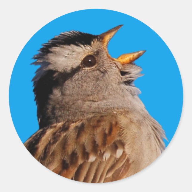 White-Crowned Sparrow Sings to the Sun Classic Round Sticker (Front)