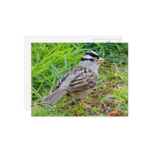 White-Crowned Sparrow Songbird in the Grass Postcard