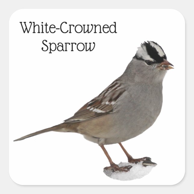 White-Crowned Sparrow Square Sticker (Front)