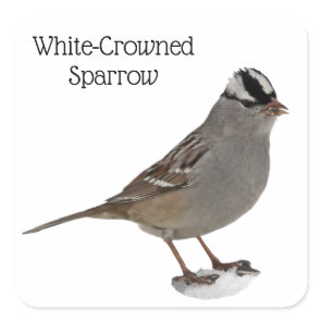 White-Crowned Sparrow Square Sticker