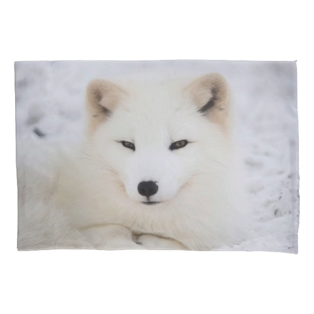 White cute fox in snow looking at you pillow case (Front)