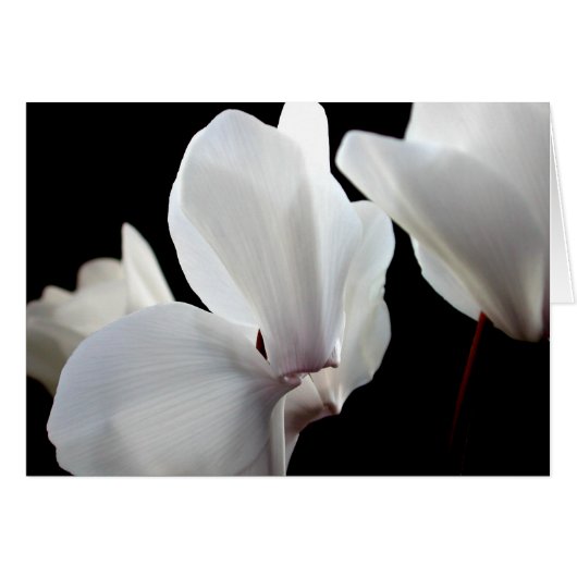 White Cyclamen (Front Horizontal)