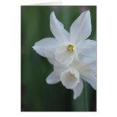 White Daffodil (Front)