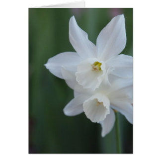 White Daffodil Cards