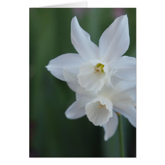 White Daffodil Cards (Front)