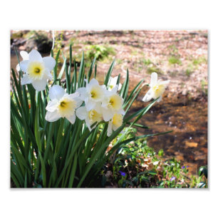 White Daffodil Flowers By Brook 8x10 Photo Print
