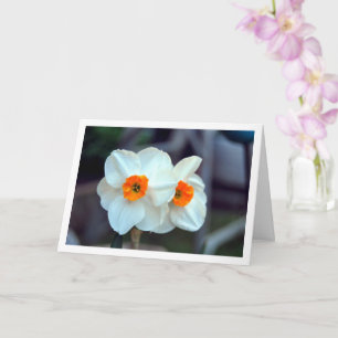White Daffodil Flowers Card