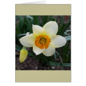 white daffodil shining (Front)