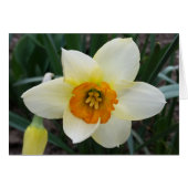 white daffodil shining (Front Horizontal)