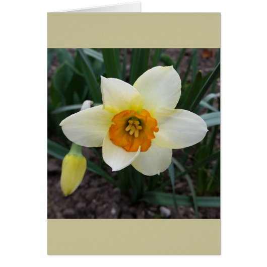 white daffodil shining cards (Front)