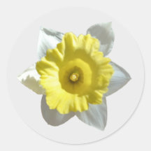White Daffodil Stickers