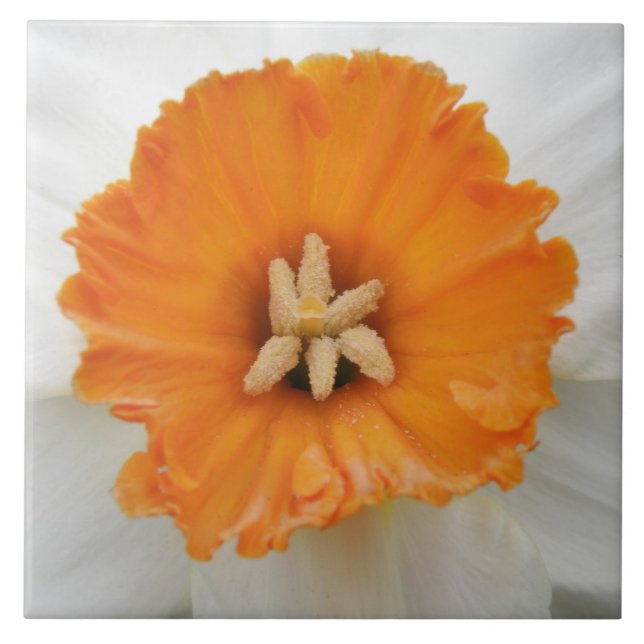 White Daffodil Tile (Front)