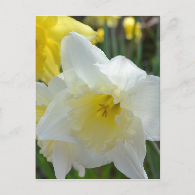 White Daffodil with Yellow Center Postcard (Front)
