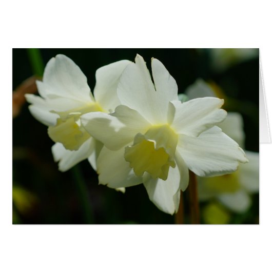 White Daffodils Cards (Front Horizontal)