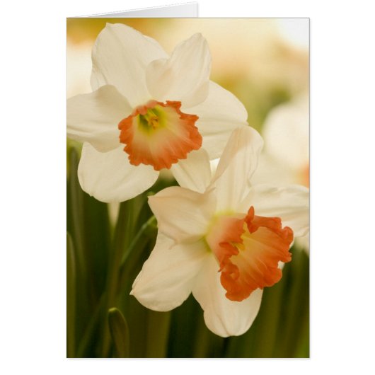 White Daffodils Cards (Front)