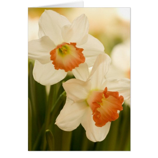 White Daffodils Cards