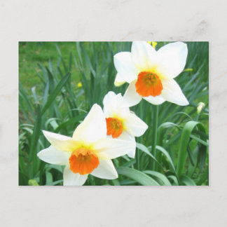 White daffodils - Postcard