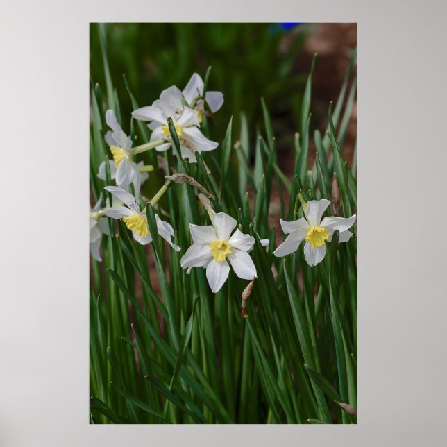 white daffodils poster (Front)