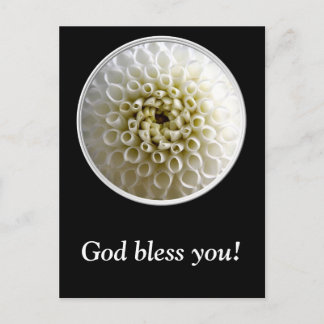 White Dahlia Close-up Postcard